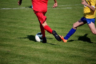 MK体育应用-国家体育场馆运营管理论坛探讨智能化方向，国家体育总局体育场馆运营管理办法